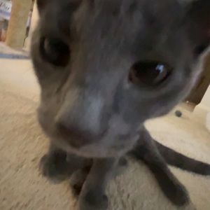 Meet your Posher, Riley